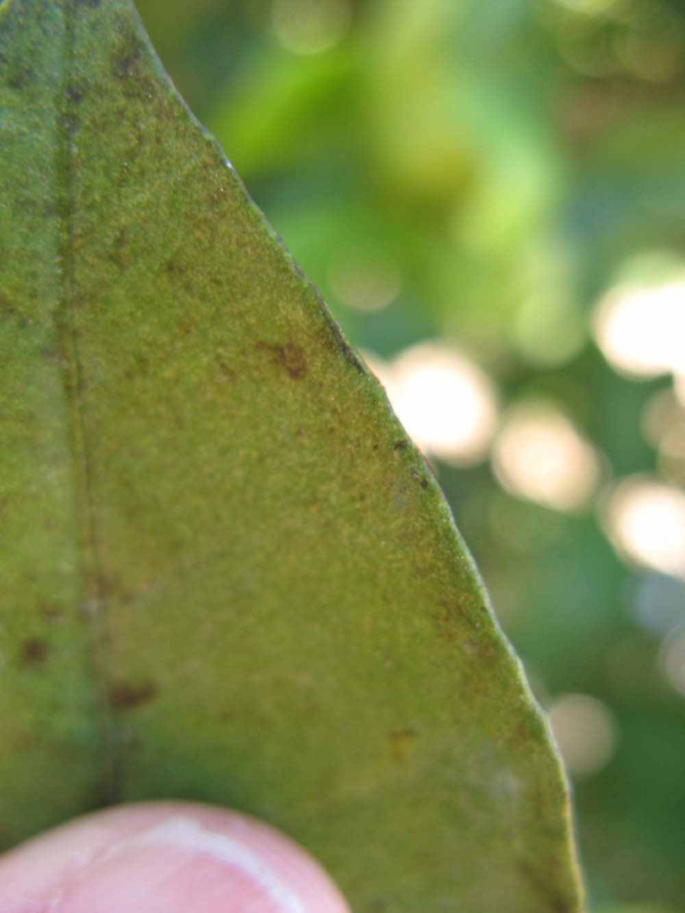              Margin (Winter Haven, FL)       